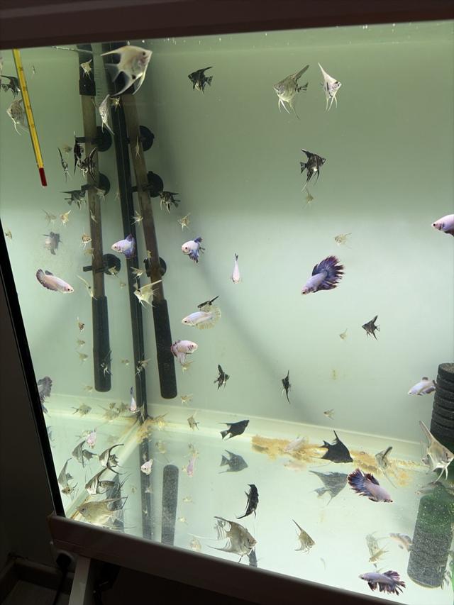 Jeune scalaire ,betta