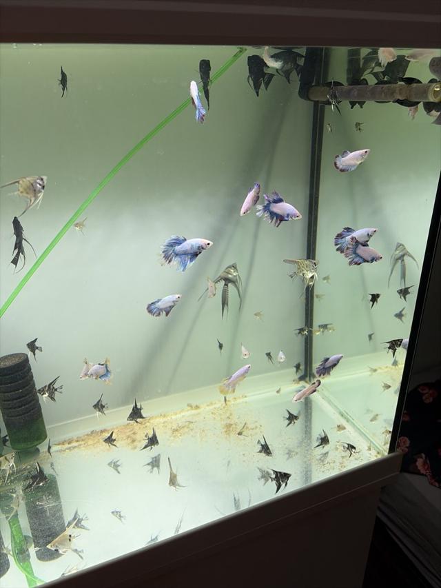 Jeune scalaire ,betta