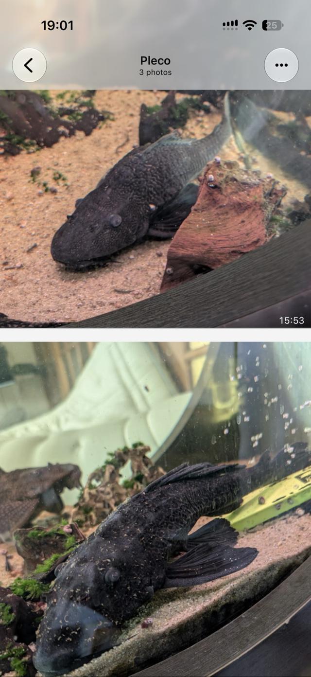 Pleco 30-35 cm