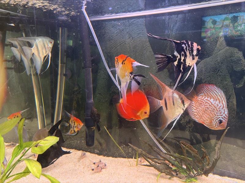 lot de Discus /scalaire