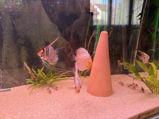 lot de Discus /scalaire
