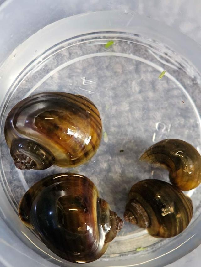 Escargot Mystere (jeunes) de disponibles