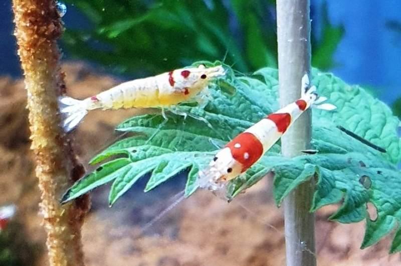 Crevettes Caridina cantonensis PRL