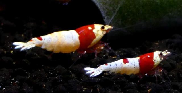 Crevettes Caridina cantonensis PRL