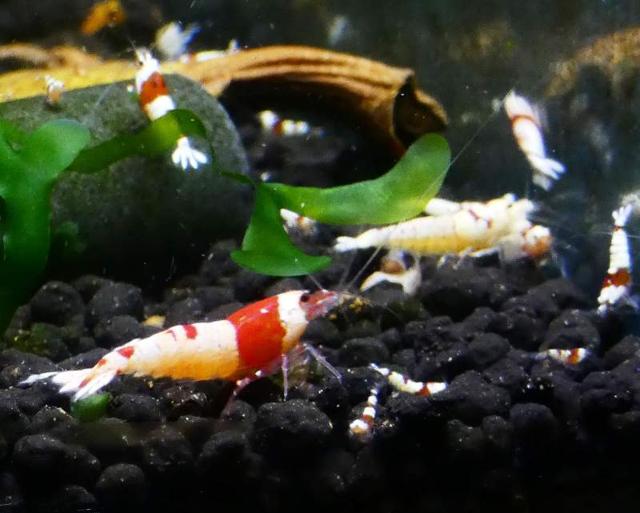 Crevettes Caridina cantonensis PRL