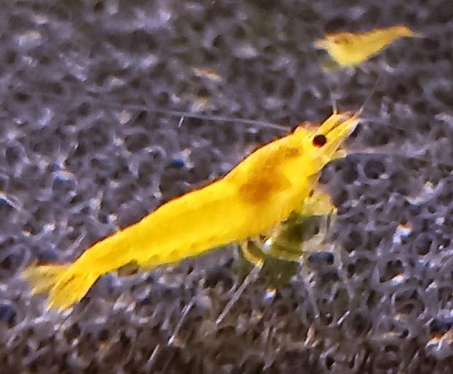 Crevettes Yellow King kong