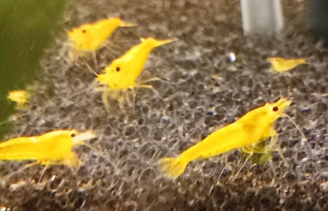 Crevettes Yellow King kong