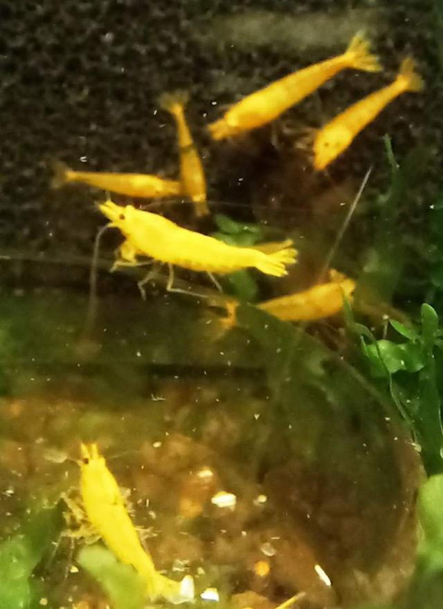 Crevettes Yellow King kong