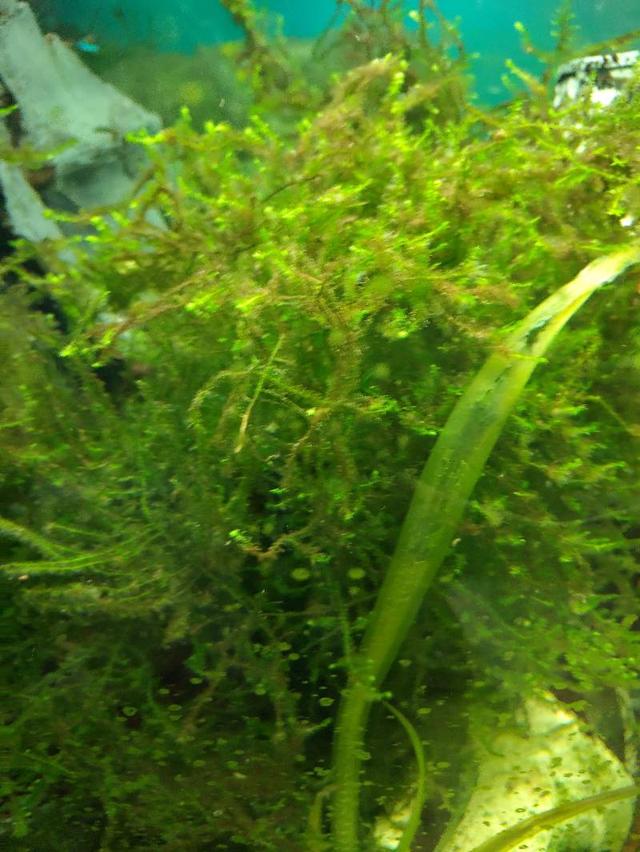 Mousse de java et plantes