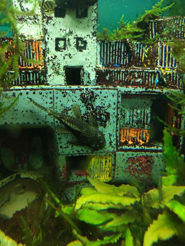 Ancistrus