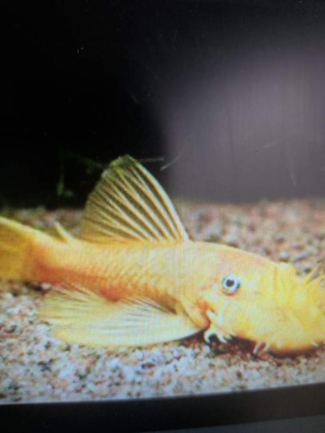 Ancistrus gold