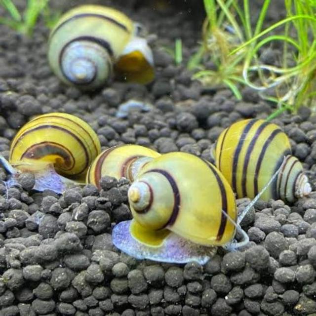 Asolene spixii