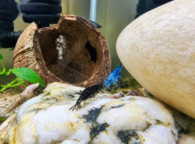 Crevettes disponible