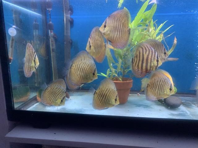 Jeune discus