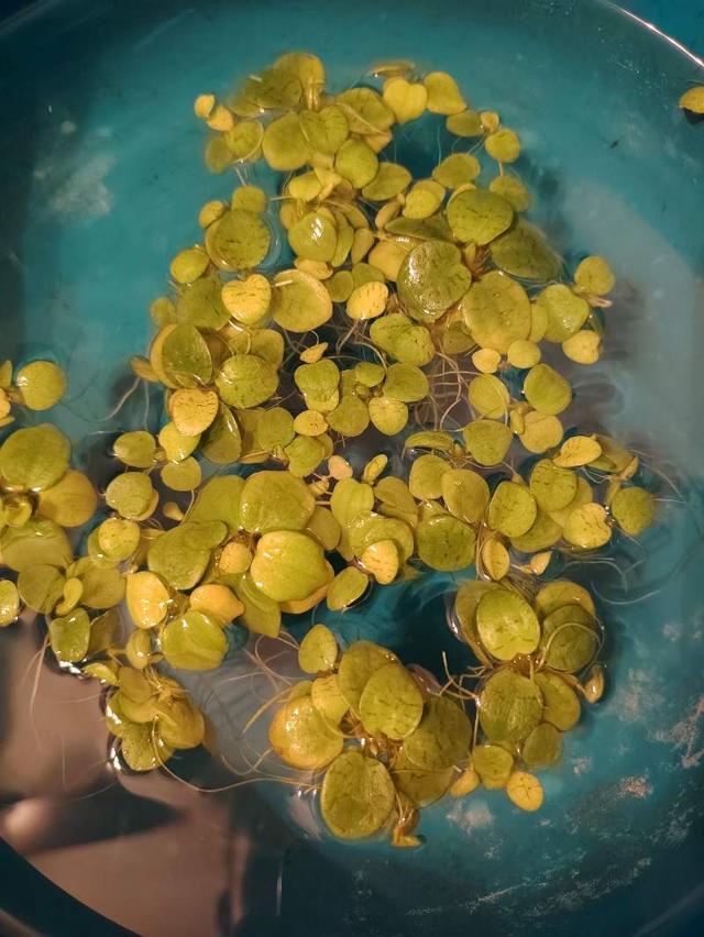 Limnobium Laevigatum à Audenge