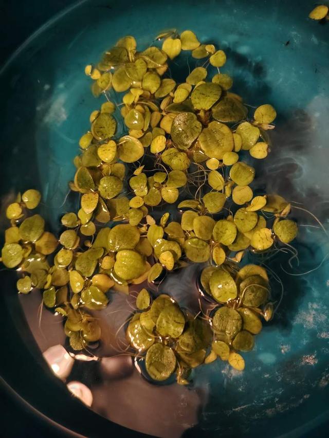 Limnobium Laevigatum