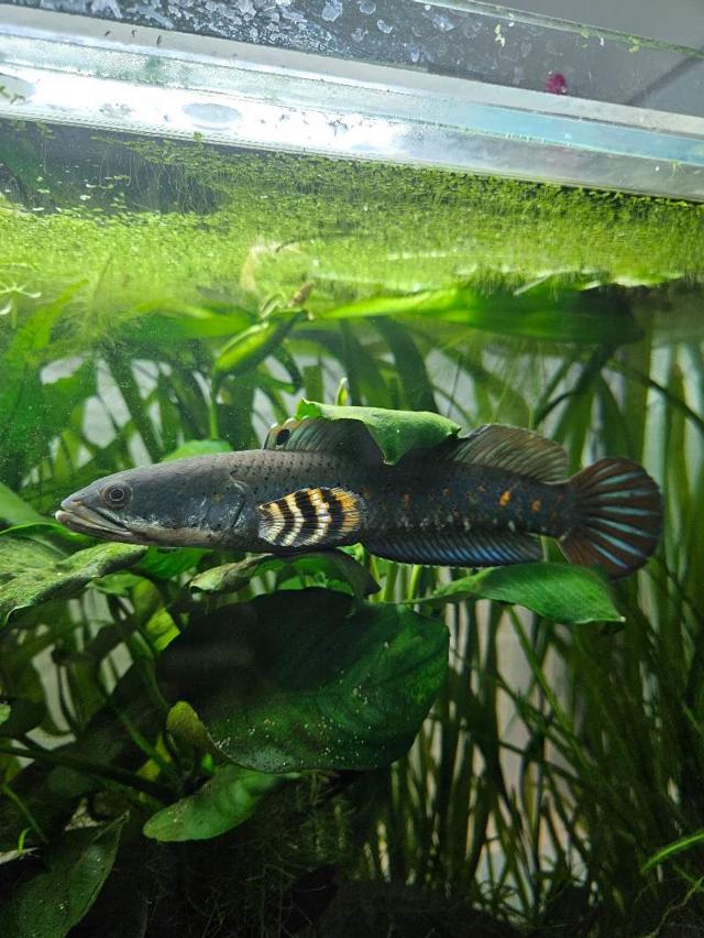 Channa pulchra adulte