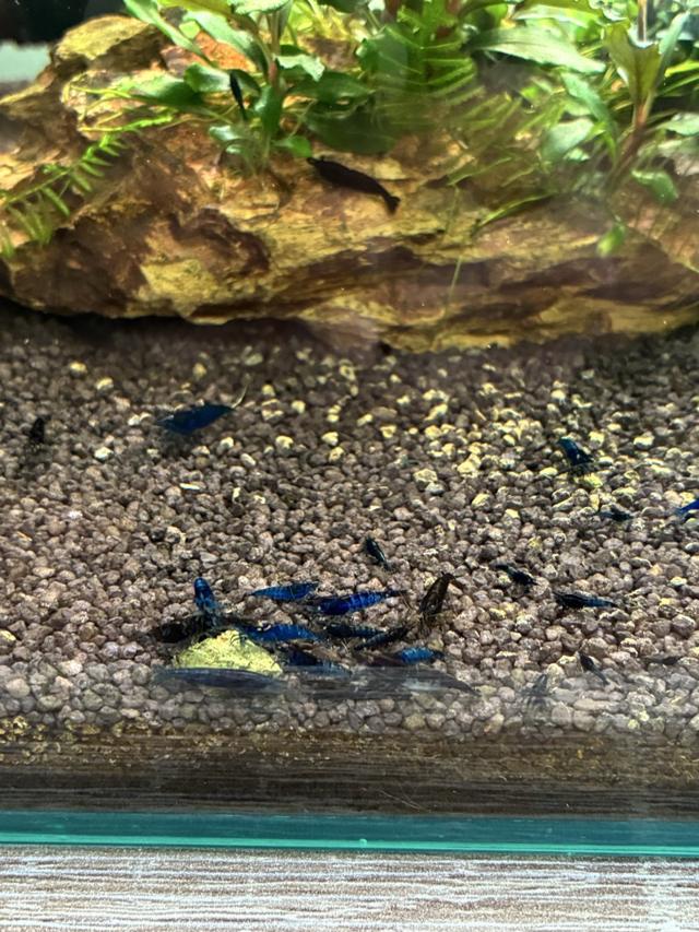 Crevettes blue velvet