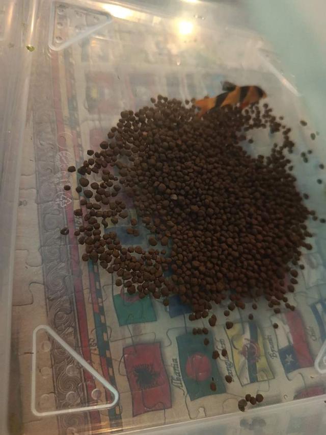 Loche clown à Levens