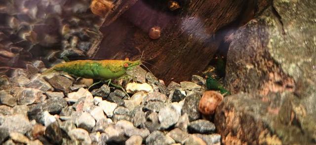 Green demon neocaridina orange eyes