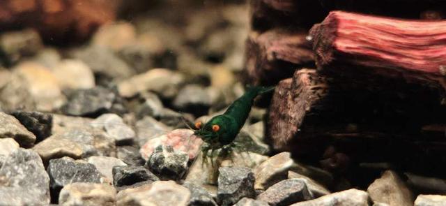 Green demon neocaridina orange eyes