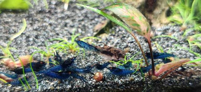 Blue demon neocaridina oe