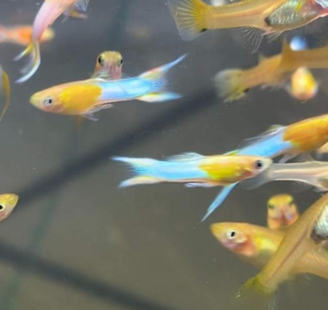 Recherche guppy japan blue golden double sword