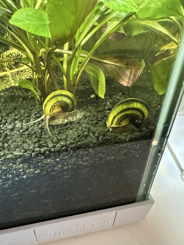 Asolene pixi escargot