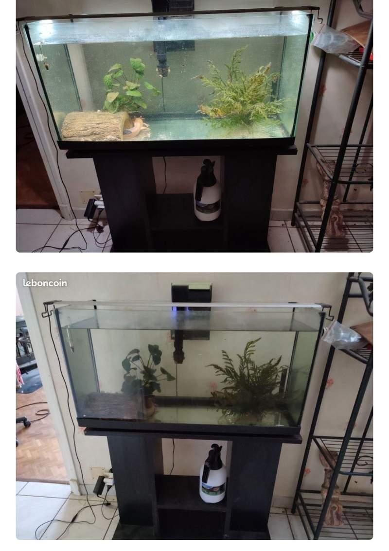 Axolotl avec aquarium