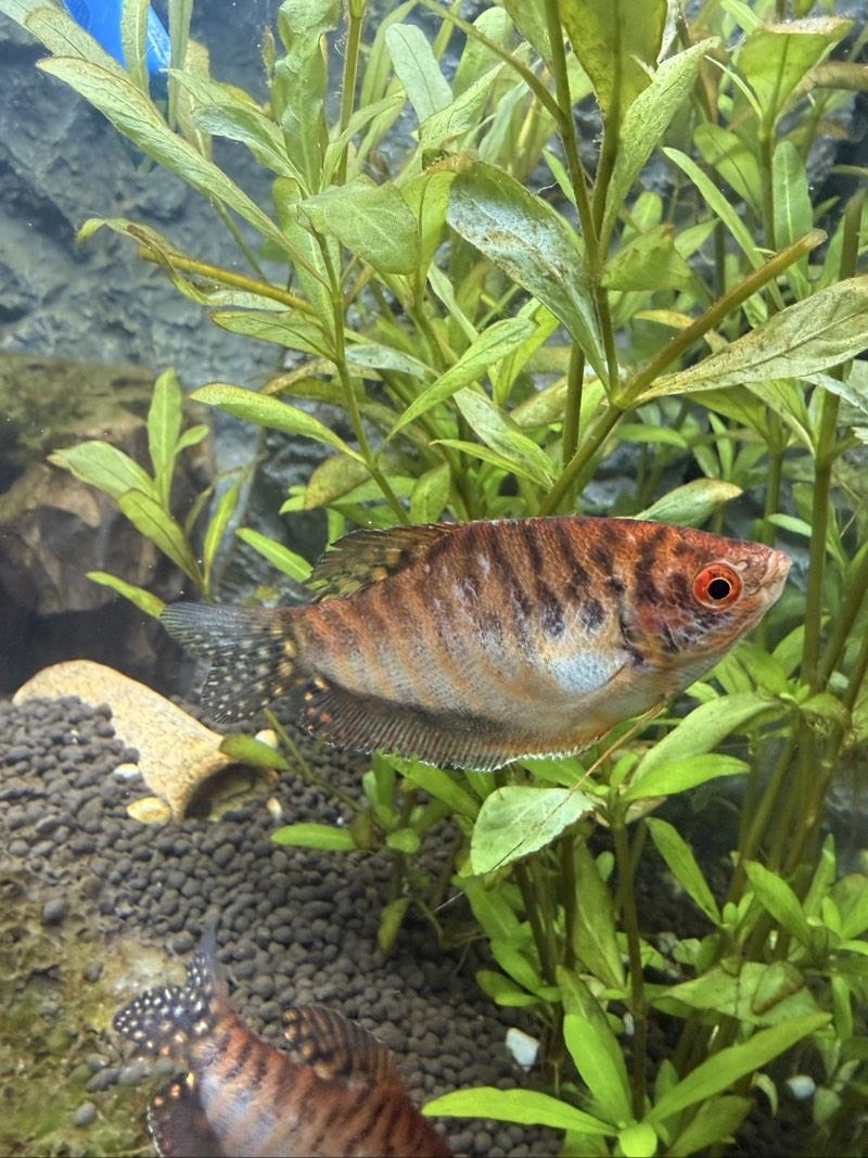 Gourami gold 3x