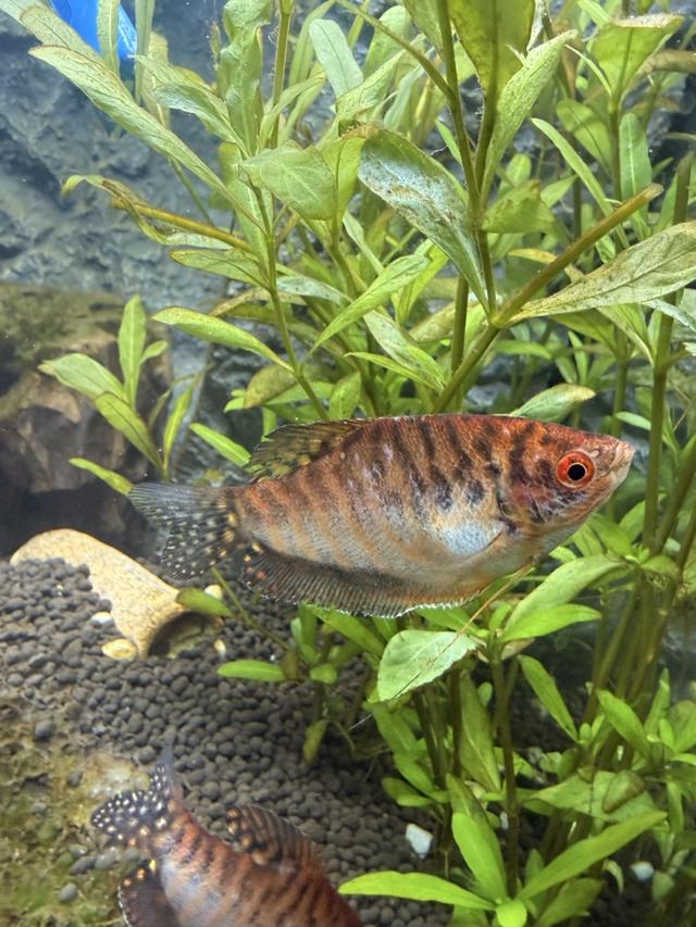 Gourami gold 3x