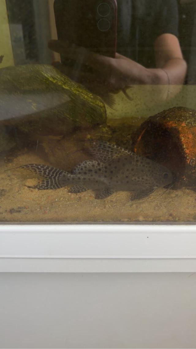 Synodontis
