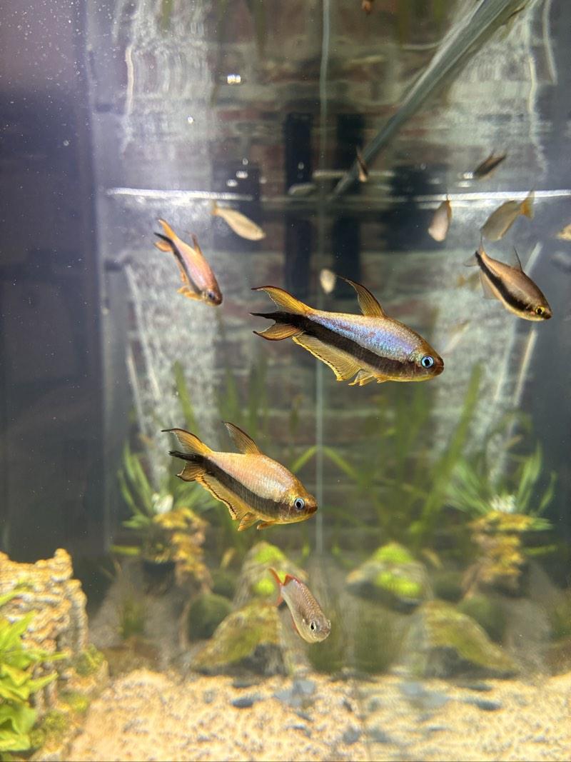 Tétras Empereur (Nematobrycon palmeri)
