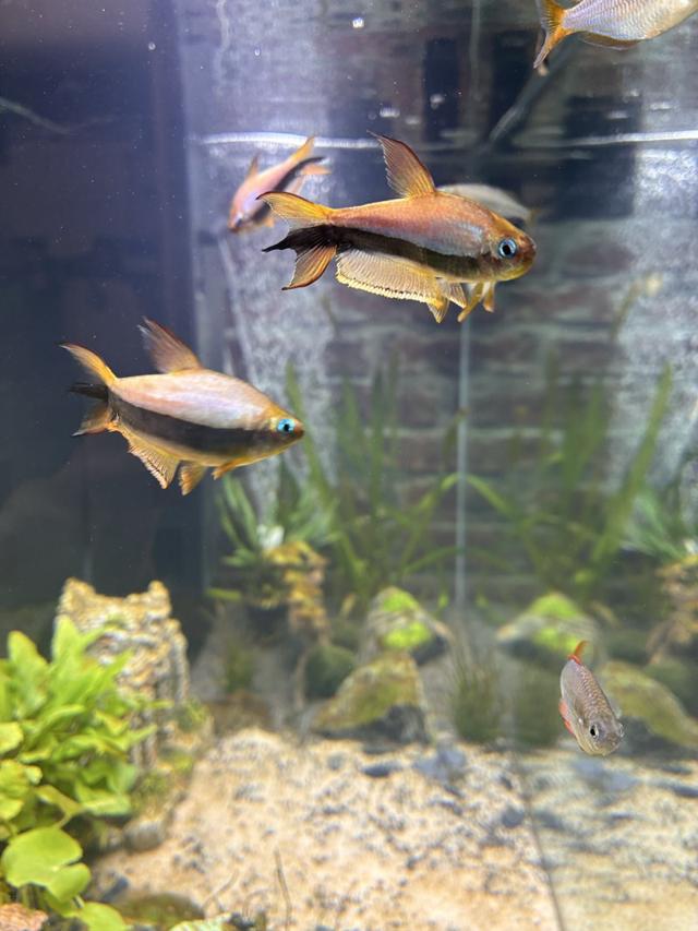Tétras Empereur (Nematobrycon palmeri)