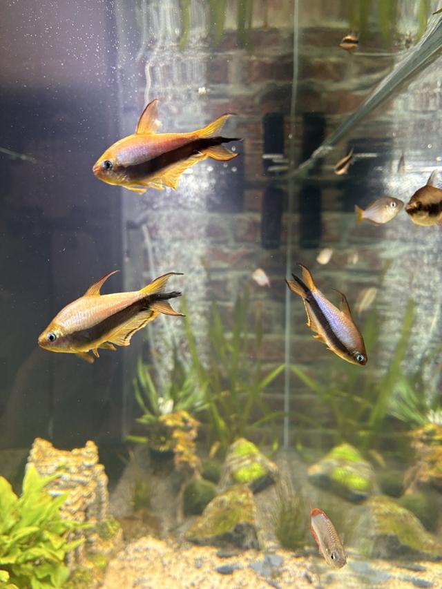 Tétras Empereur (Nematobrycon palmeri)