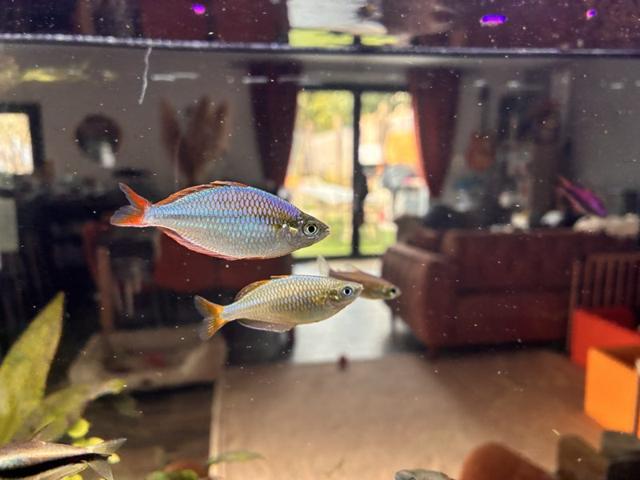 Poisson arc en ciel