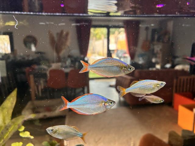 Poisson arc en ciel