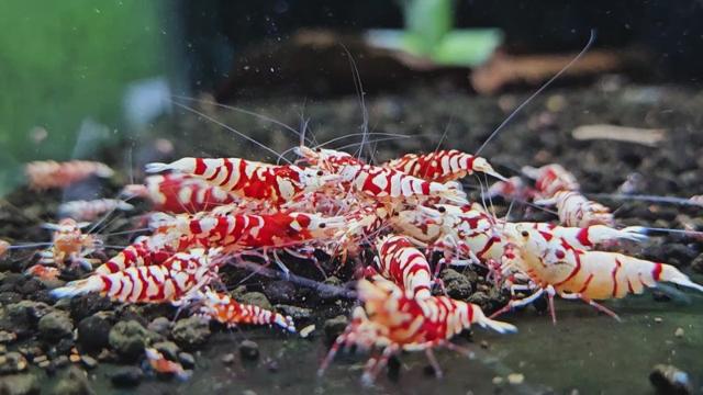 Caridina Red Fancy Tigers