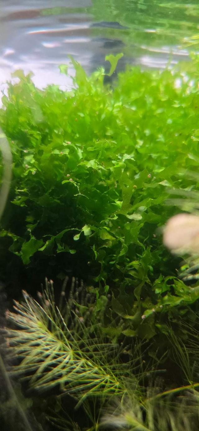 Java, pelia, ceratophyllum