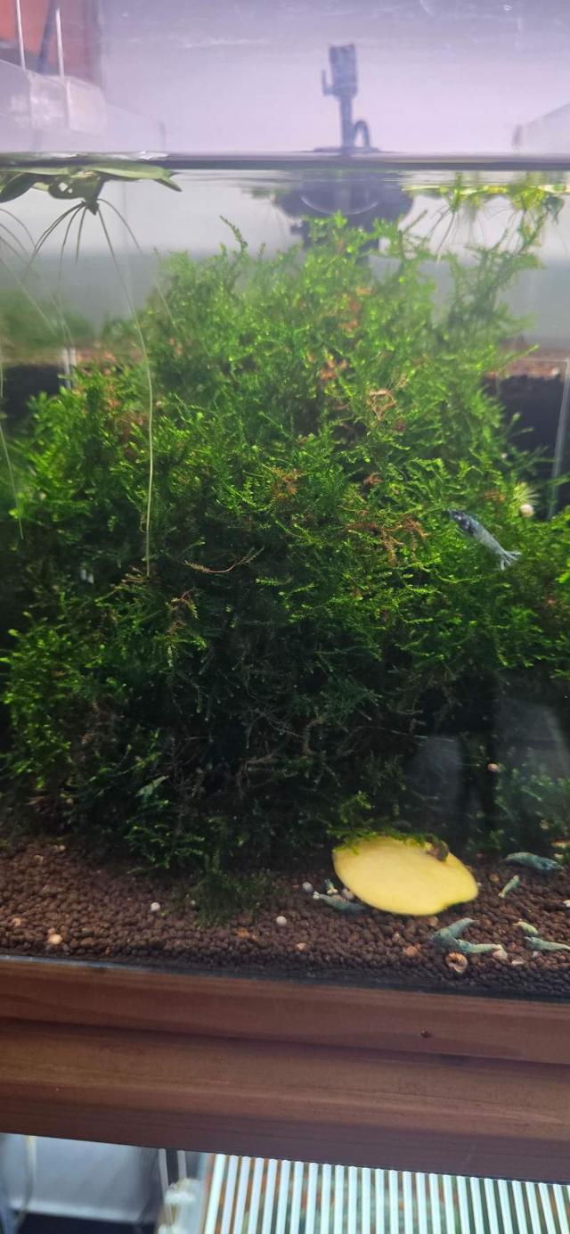 Java, pelia, ceratophyllum