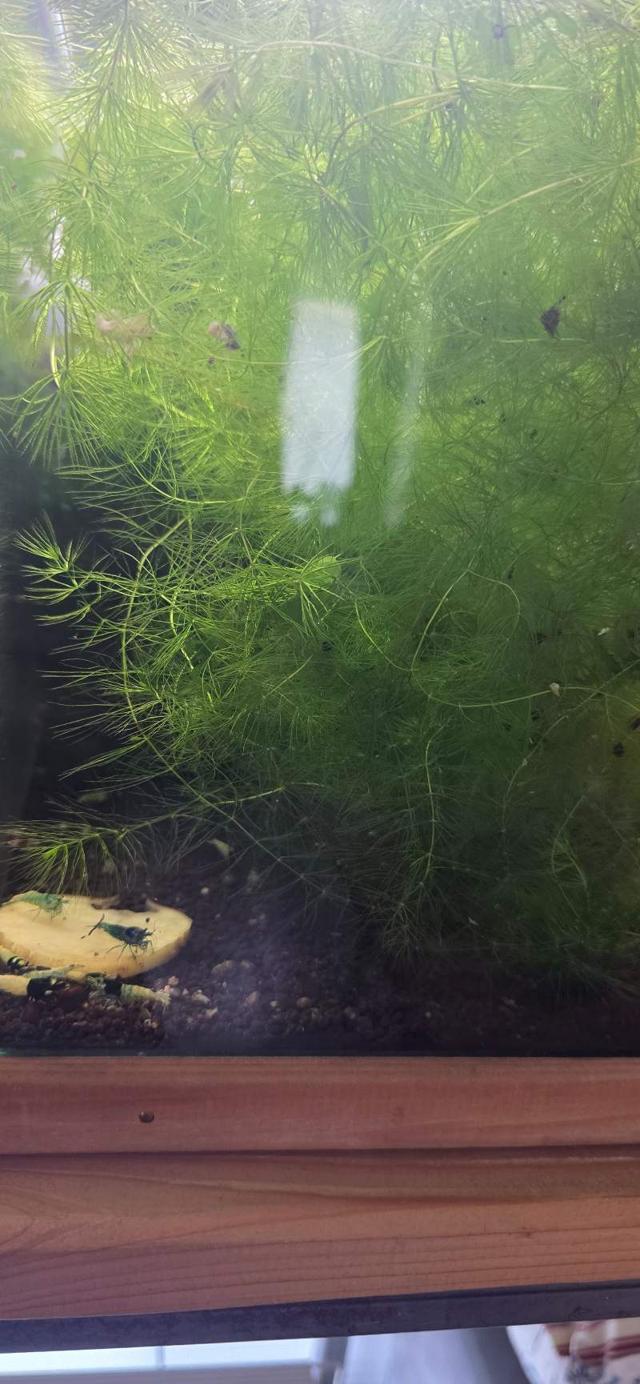Java, pelia, ceratophyllum