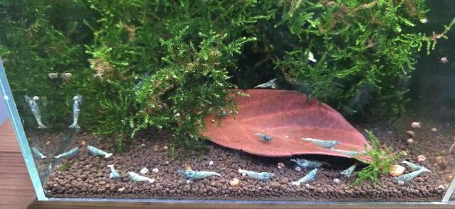 Caridina Bluebolt à Boulogne-sur-Mer