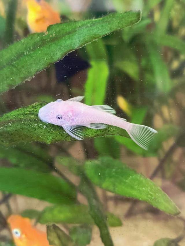 Ancistrus snow white