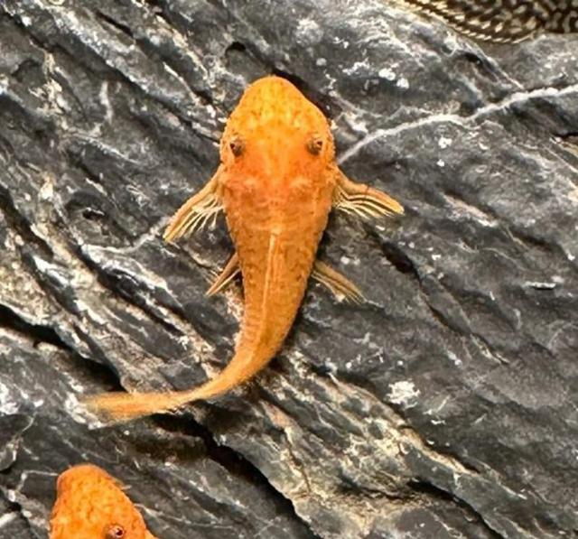 Ancistrus super red