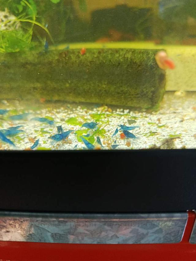 Crevettes néocaridina bleu velvet