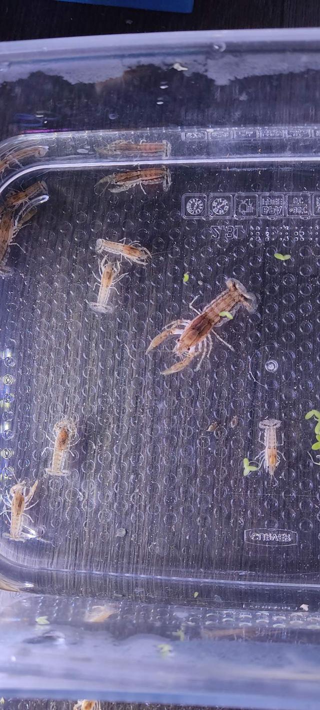 Écrevisses naines cambarellus texanus