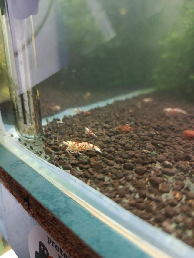 Crevettes caridina Fancy red