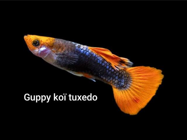 Couple Guppy koï tuxedo
