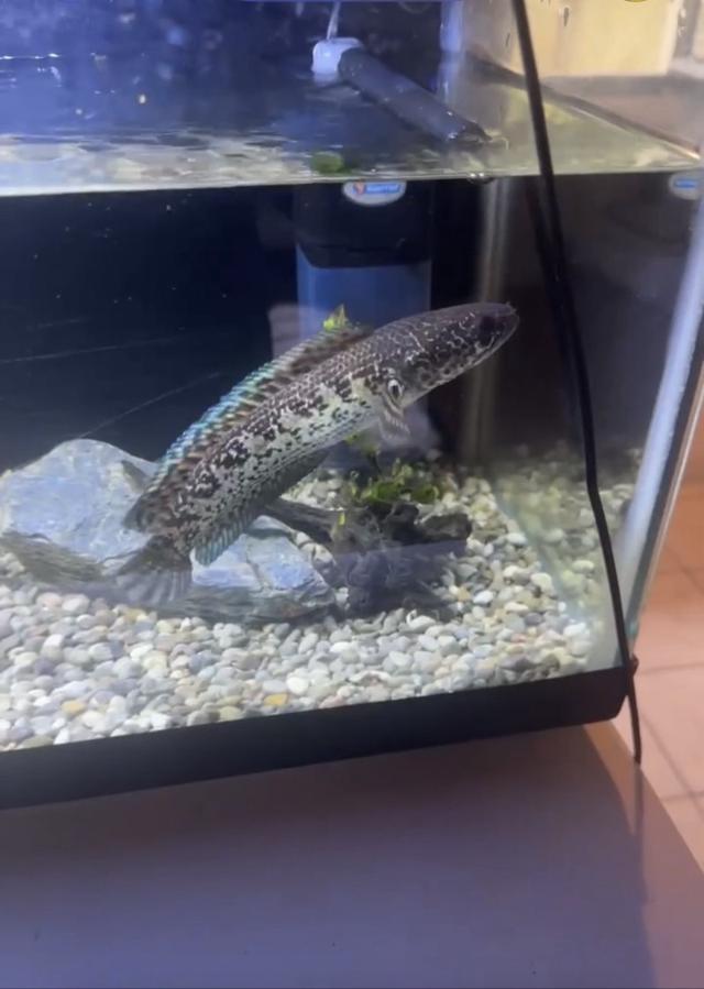 Channa aurantimaculata 16cm