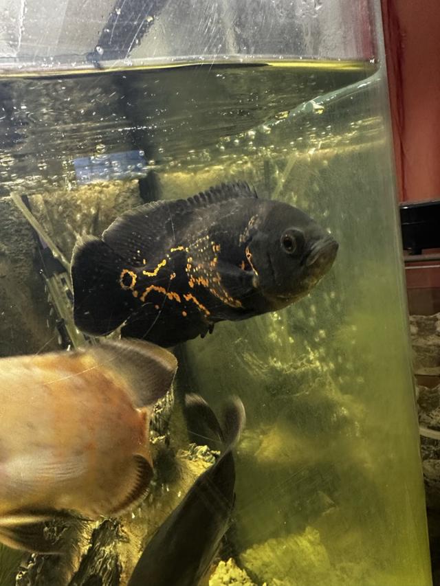 Astronotus oscar tigre 10-12cm